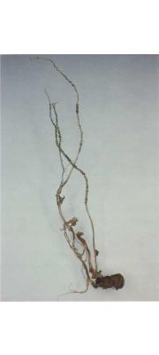 깊은주름동충하초 (Cordyceps crinalis Ellis ex Lloyd)