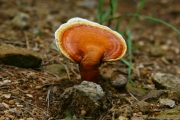 불로초(영지버섯) (Ganoderma lucidum (Curt.) P. Karst.)