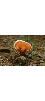 불로초(영지버섯) (Ganoderma lucidum (Curt.) P. Karst.)