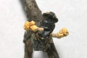 파리동충하초 (Cordyceps discoideocapitata Kobay. & Shim.)