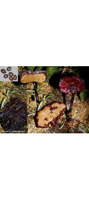 자흑색불로초 (Ganoderma neojaponicum Imaz.)