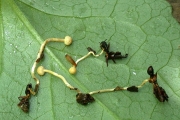 개미동충하초(개미콩나물동충하초) (Cordyceps formicarum Kobay.)