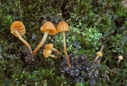 두건황토버섯(두건포자에밀종버섯,두건에밀종버섯) (Galerina calyptrata P.D. Orton)