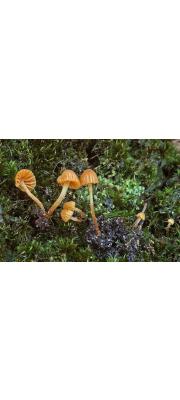 두건황토버섯(두건포자에밀종버섯,두건에밀종버섯) (Galerina calyptrata P.D. Orton)