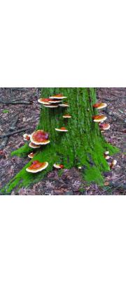 침엽수불로초(쓰가불로초) (Ganoderma tsugae Murr.)
