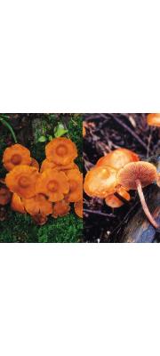 독황토버섯(독에밀종버섯) (Galerina fasciculata Hongo)