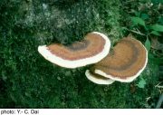 거친껍질불로초 (Ganoderma tsunodae (Yasuda ex Lloyd) Imaz..)