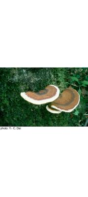 거친껍질불로초 (Ganoderma tsunodae (Yasuda ex Lloyd) Imaz..)