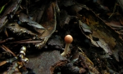 가는유충동충하초 (Cordyceps gracilioides Kobay.)