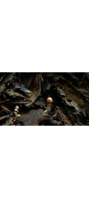 가는유충동충하초 (Cordyceps gracilioides Kobay.)