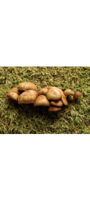 황갈색황토버섯(갈잎에밀종버섯, 황갈색투구버섯) (Galerina helvoliceps (Berk. &amp; Curt.) Sing.)