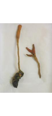 매미좁쌀동충하초(칸사스동충하초) (Cordyceps kanzashiana Kobay. &amp; Shim.)