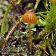 이끼황토버섯 (Galerina hypnorum (Schrank) Kühn.)