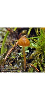 이끼황토버섯 (Galerina hypnorum (Schrank) Kühn.)