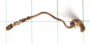 유충흙색동충하초 (Cordyceps konnoana Kobay. & Shim.)