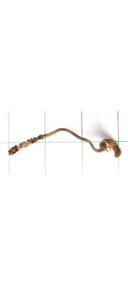 유충흙색동충하초 (Cordyceps konnoana Kobay. &amp; Shim.)