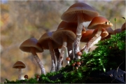 가을황토버섯 (Galerina marginata (Batsch) Kühn.  >Galerina autumnalis (Pk) A.H. Sm. & Sing.)