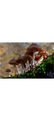 가을황토버섯 (Galerina marginata (Batsch) Kühn.  >Galerina autumnalis (Pk) A.H. Sm. &amp; Sing.)