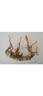 애벌레동충하초(큰유충방망이동충하초, 유충동충하초) (Cordyceps kyushuensis Kobay.)