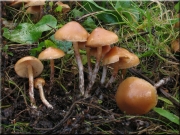 기둥황토버섯 (Galerina stylifera (Atk.) A.H. Sm. & Sing.)