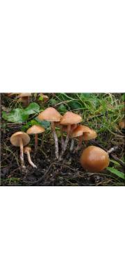 기둥황토버섯 (Galerina stylifera (Atk.) A.H. Sm. &amp; Sing.)
