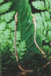 점박이동충하초 (Cordyceps macularis (Mains) Mains)