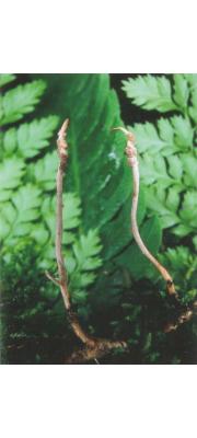 점박이동충하초 (Cordyceps macularis (Mains) Mains)