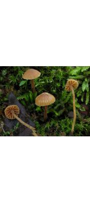 황토버섯(이끼에밀종버섯) (Galerina vittiformis (Fr.) Earle)