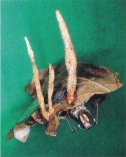 흙빛다발동충하초(유충흙색다발동충하초) (Cordyceps martialis Speg. 흙빛다발동충하초25))