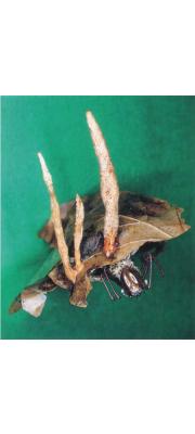 흙빛다발동충하초(유충흙색다발동충하초) (Cordyceps martialis Speg. 흙빛다발동충하초25))