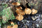 부채벌집겨우살이버섯 (Coltriciella Pusilla Imaz. & Kobay.)