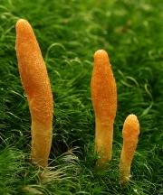 동충하초(흰동충하초) (Cordyceps militaris (L.) Link > Cordyceps militaris f. alba Kobay. & Shim. ex Yao)