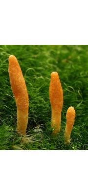 동충하초(흰동충하초) (Cordyceps militaris (L.) Link > Cordyceps militaris f. alba Kobay. &amp; Shim. ex Yao)