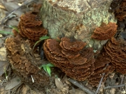 고리버섯 (Cyclomyces fuscus Kuntze ex Fr.)