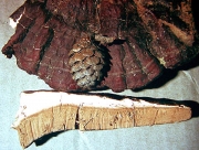 골불로초 (Ganoderma valesiacum Boud.)