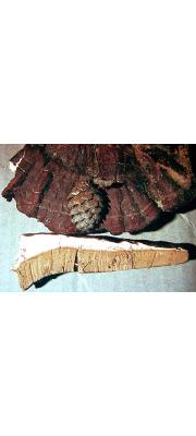 골불로초 (Ganoderma valesiacum Boud.)