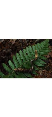 하늘소유충동충하초(깍지벌레유충동충하초) (Cordyceps nakazawae Kwam. > Cordyceps nakazawai Kwam.)