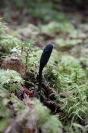 검은동충하초(유충검은동충하초) (Cordyceps nigrella Kobay. & Shim.)