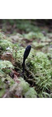 검은동충하초(유충검은동충하초) (Cordyceps nigrella Kobay. &amp; Shim.)