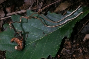 부들가시동충하초(유충가시동충하초) (Cordyceps ochraceostromata Kobay. & Shimi.)