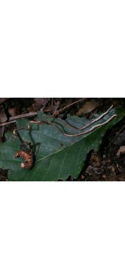부들가시동충하초(유충가시동충하초) (Cordyceps ochraceostromata Kobay. &amp; Shimi.)