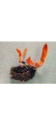 유충주걱동충하초 (Cordyceps ootakiensis Kobay. &amp; Shimi.)