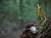 벌가시동충하초(가시벌동충하초) (Cordyceps oxycephala Penz. & Sacc. 벌가시동충하초)