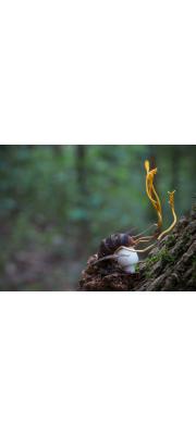벌가시동충하초(가시벌동충하초) (Cordyceps oxycephala Penz. &amp; Sacc. 벌가시동충하초)