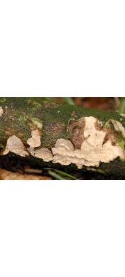 꽃비늘고약버섯(비로드유색고약버섯) (Corticium decolorans P. Karst.  > Phanerochaete velutina (DC) P. Karst.)