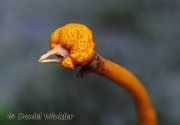 노린재부리동충하초(노린재측생동충하초) (Cordyceps pentatomi Kovol)