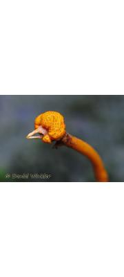 노린재부리동충하초(노린재측생동충하초) (Cordyceps pentatomi Kovol)