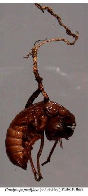 나뭇가지동충하초 (Cordyceps prolifica Kobay.)
