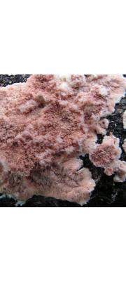 고약버섯(장미고약버섯) (Corticium roseum Pers.  > Laeticorticium roseum (Pers.) Donk.)