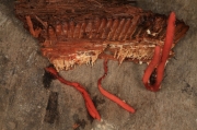 붉은자루동충하초 (Cordyceps pruinosa Petch)